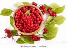 Schisandra Berry